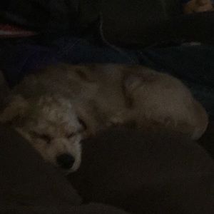 Meet your Posher, Debbie